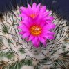 Gymnocactus_viereckii